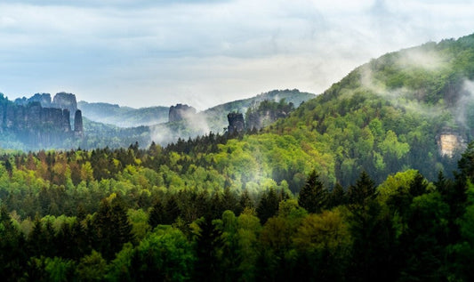 From Forest to Kitchen: How Wood Fiber Boards Are Made (and Why That Matters)
